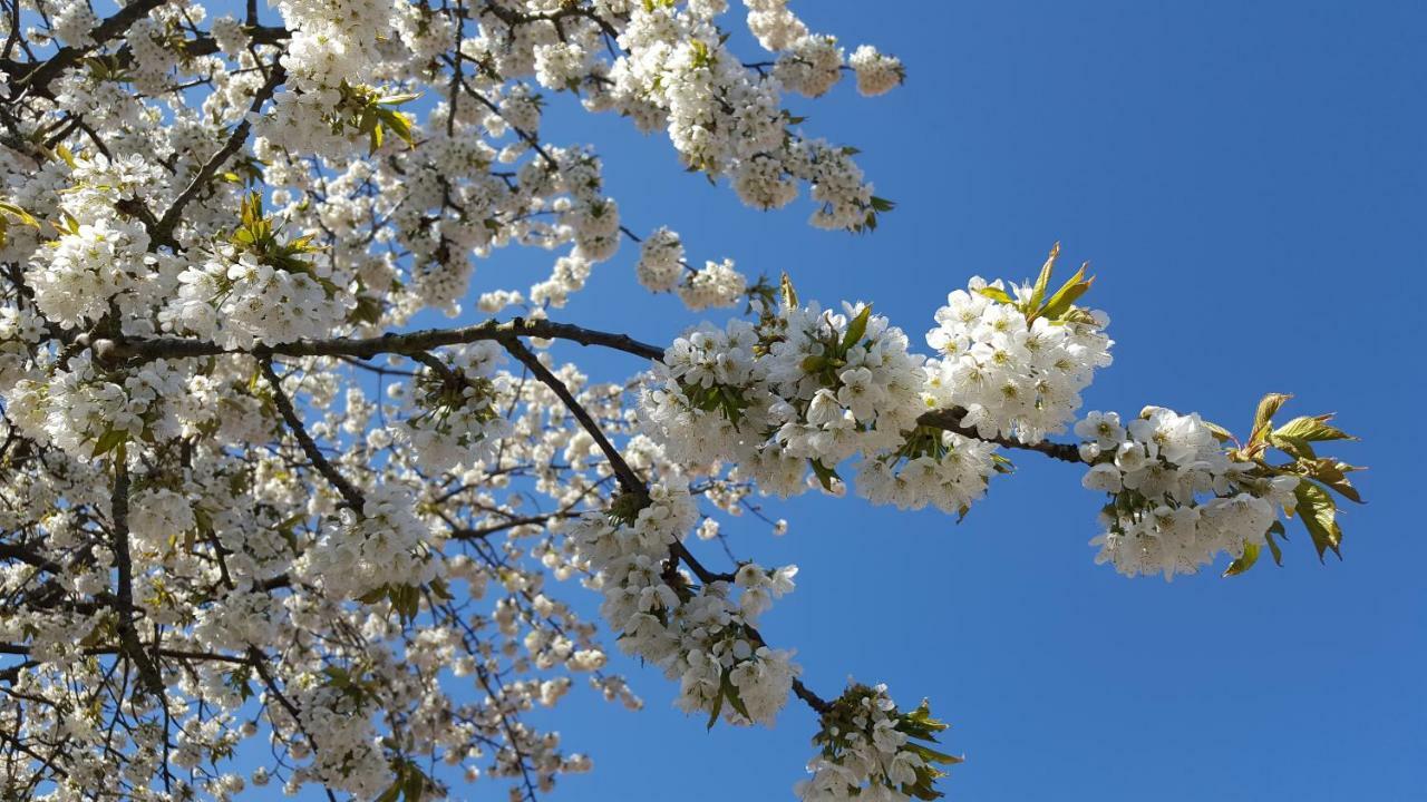 B&B Villa Orion Sölvesborg Kültér fotó
